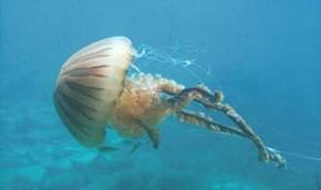 Израиль атаковали первые медузы