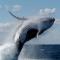 Ученые расшифровали язык китов