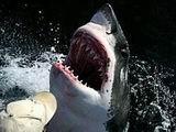 Американские рыбаки побили рекорд, поймав акулу весом 383 кг