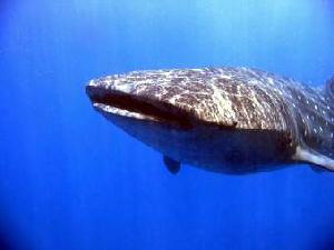 Исчезающих акул спасут магнитные суда
