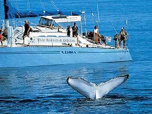 За миграцией китов будет следить летающий робот