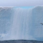 Антарктические айсберги оказались горячими точками жизни