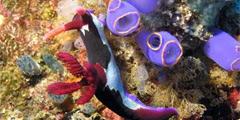 Коралловые рифы гибнут вместе с рыбами