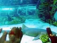 «Непорочное зачатие» акулы