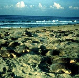 В Индии гибнут редкие морские черепахи