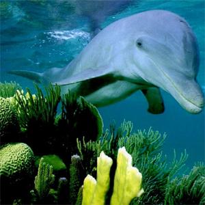 Дельфины и киты вдохновляют ученых