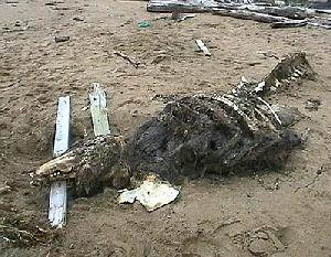 Море выплюнуло на берег странное чудовище