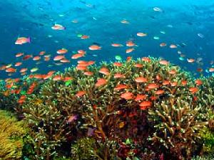 Треть видов рифообразующих кораллов находится на грани исчезновения