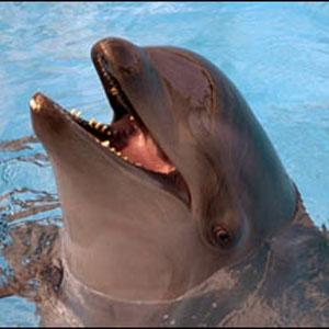 Дельфин и касатка породили новый вид