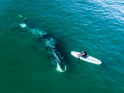 Шантарские острова: гренландские киты