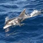 Сотни дельфинов погибли на берегу в Кабо-Верде