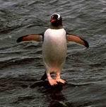 Глобальное потепление угрожает пингвинам