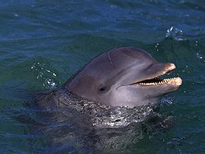 Владивостокских дельфинов травят нефтепродуктами
