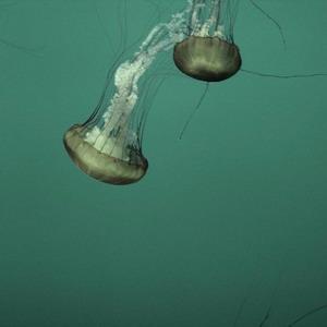 Волгу заселили медузы
