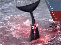 Британия защищает китов 
