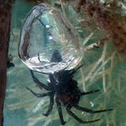 Водяные пауки плетут себе акваланги