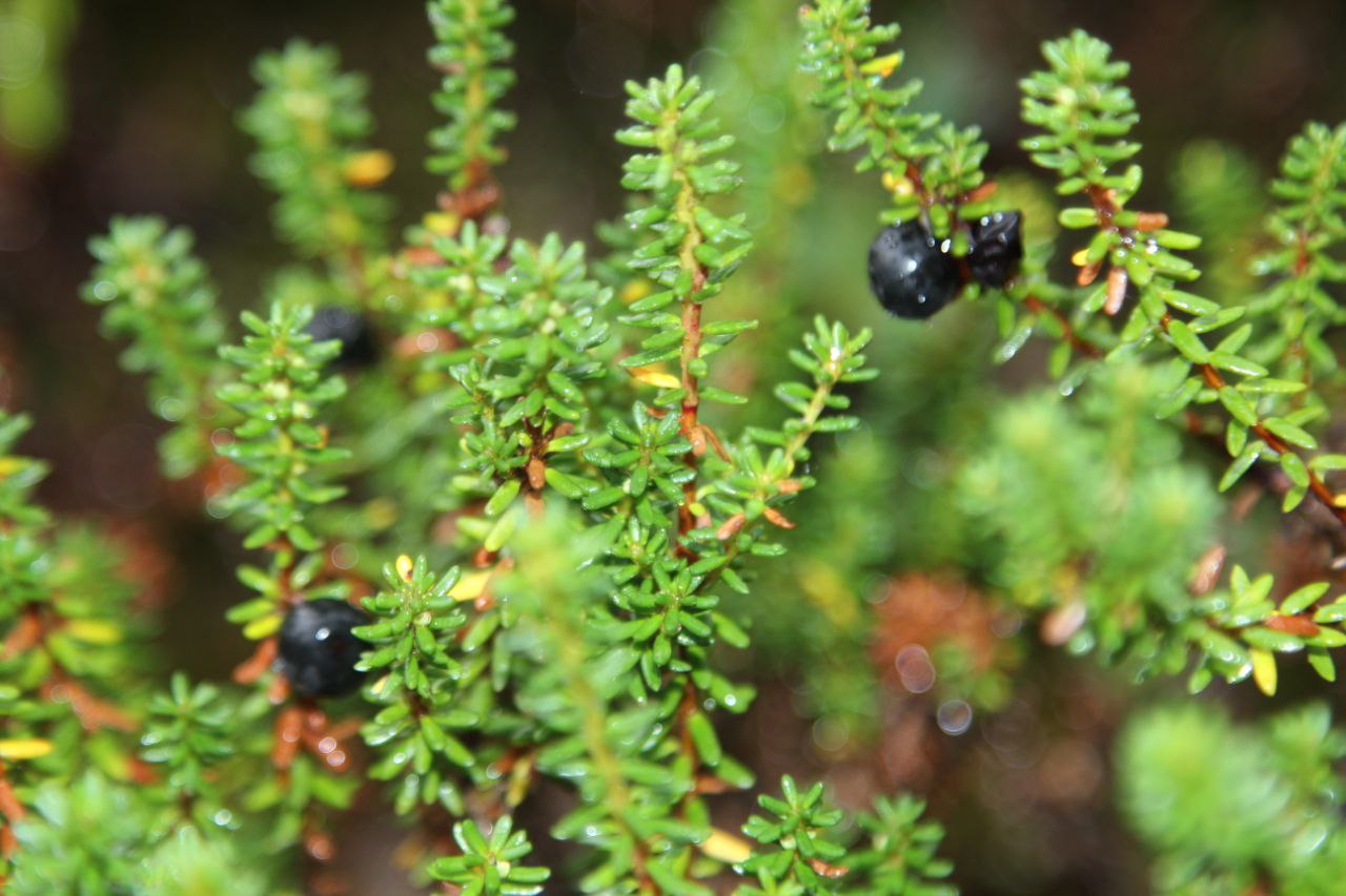 �������, ��������� � ������ ���� ��������