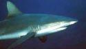 У берегов Кубы появились трехметровые акулы