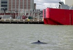 В нью-йоркской гавани плавает молодой кит