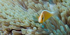 Экологи создают в Красном море искусственный риф