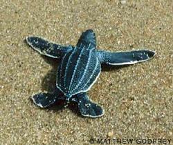 Удивительные обитатели морей: черепаха-путешественница